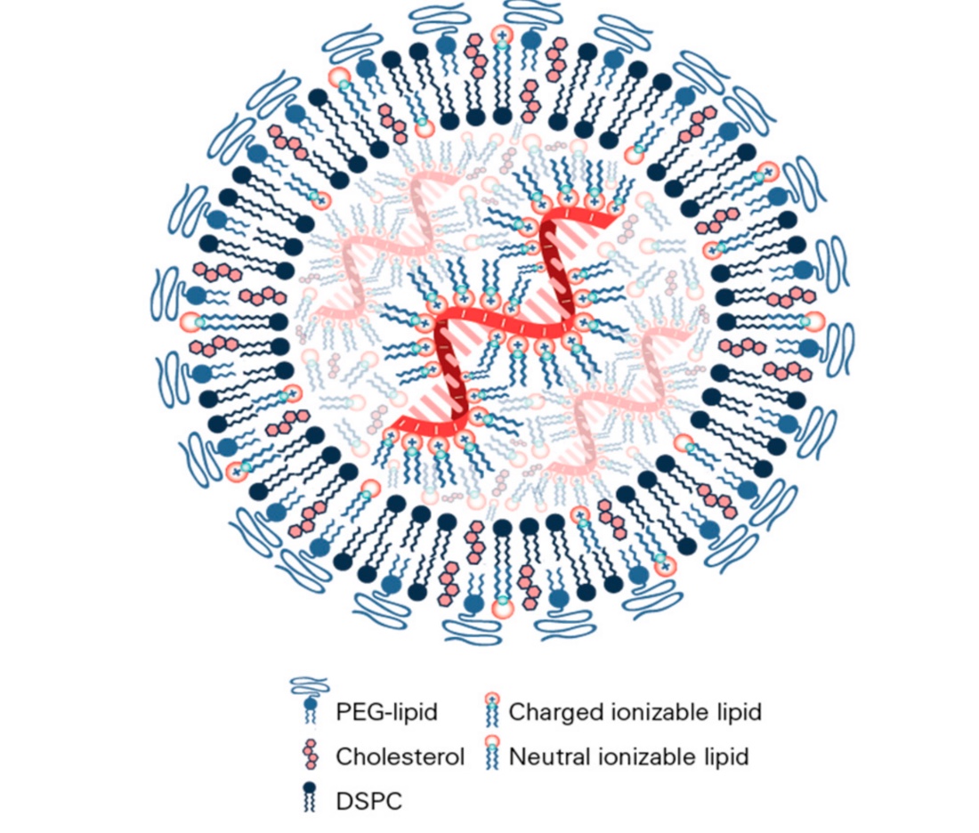 Figure biologique 2