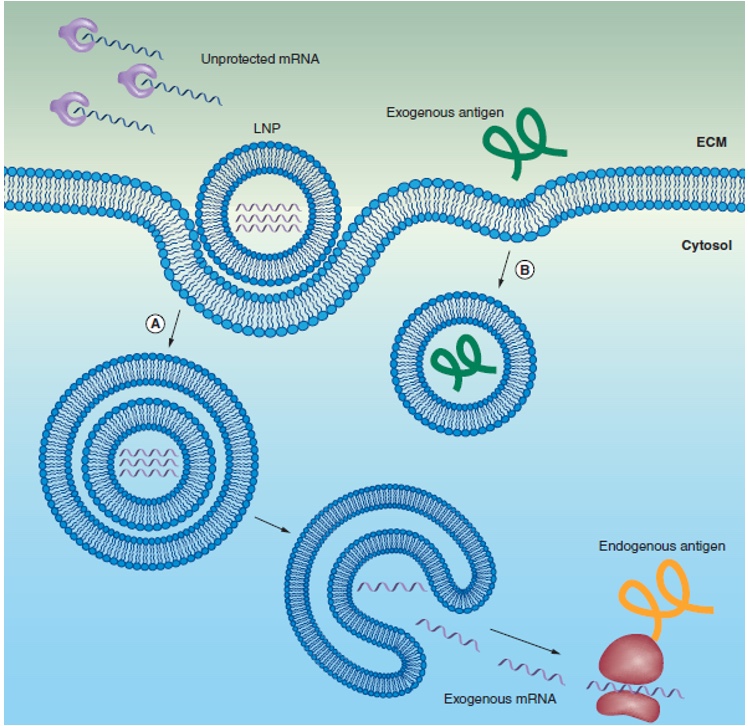 Figure biologique 3