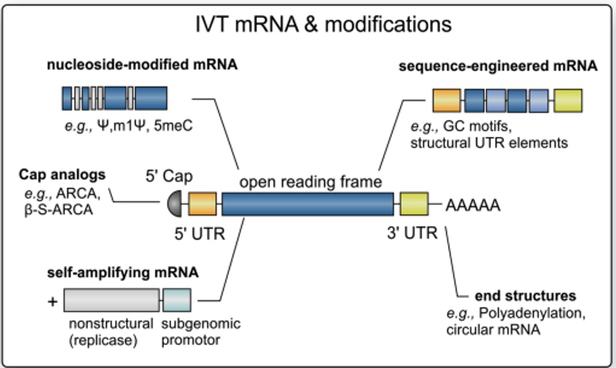 Figure biologique 4