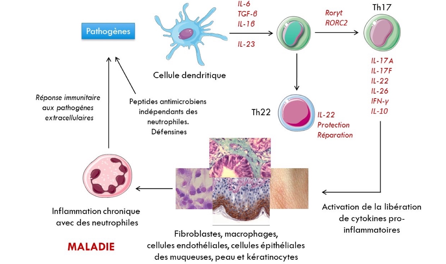 Figure de biologie bis