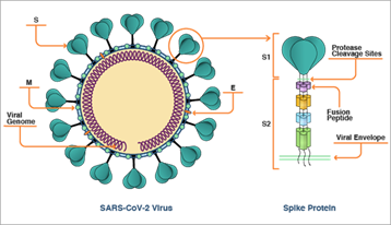 schema virus