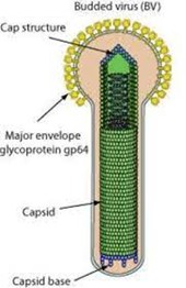 budded virus