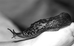 Limace - Photo de Sharon Waldron