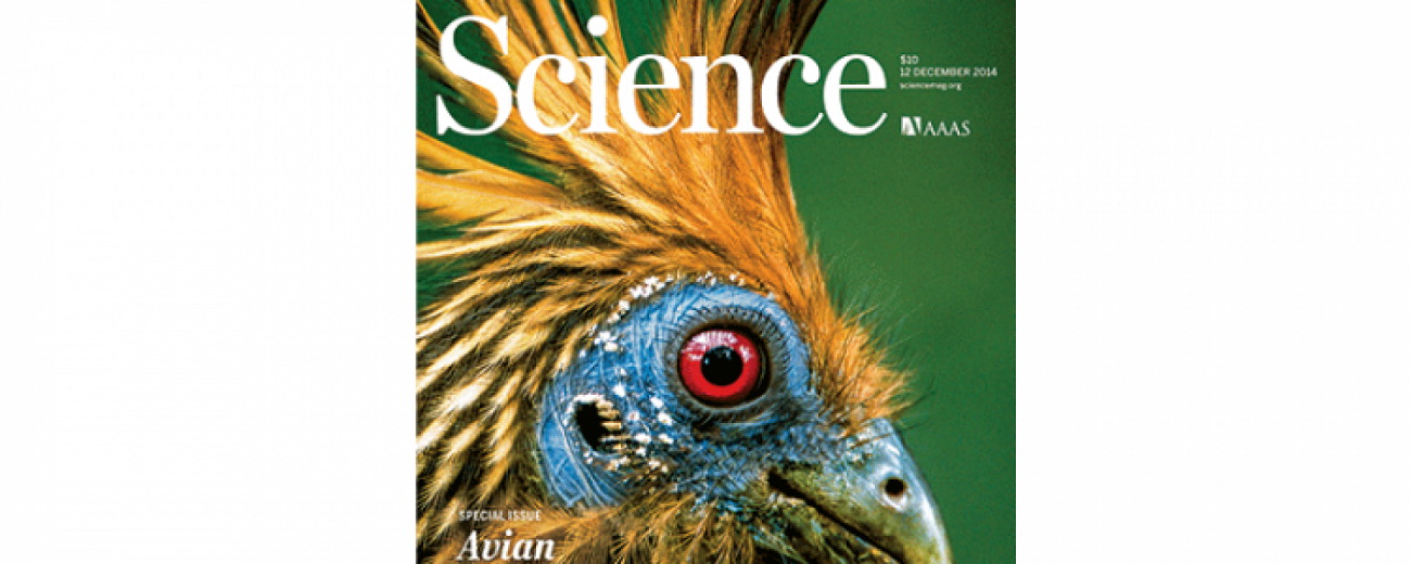 evolution-oiseaux-francesoir_field_image_de_base.png La revue Science a publié jeudi 11 les conclusions de chercheurs qui affirment que les oiseaux sont apparus après les dinosaures.
