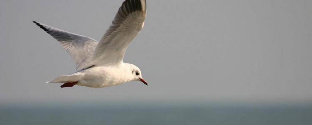 mouette-francesoir_field_image_de_base.jpg Une mouette.
