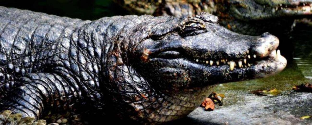 crorodiles-3-caimans-sauriens-dents-machoires-francesoir_3_field_image_de_base.jpg Des crocodiles.