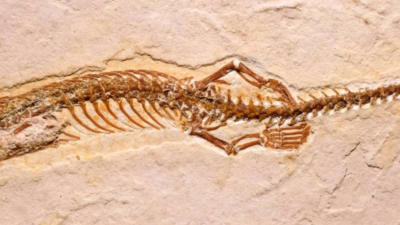 fossile-serpent-quatre-pattes-francesoir.jpg Le fossile d'un serpent à quatre pattes a été découvert.