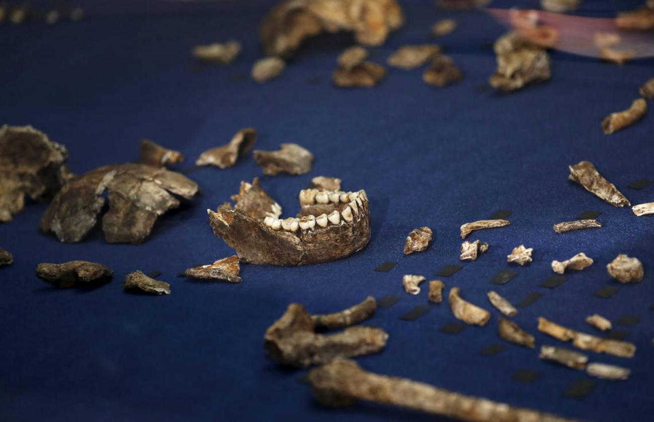 homo-naledi-ossements-archeologie-afrique-du-sud-francesoir.jpg Les ossements de l'Homo naledi découvert en Afrique du Sud.
