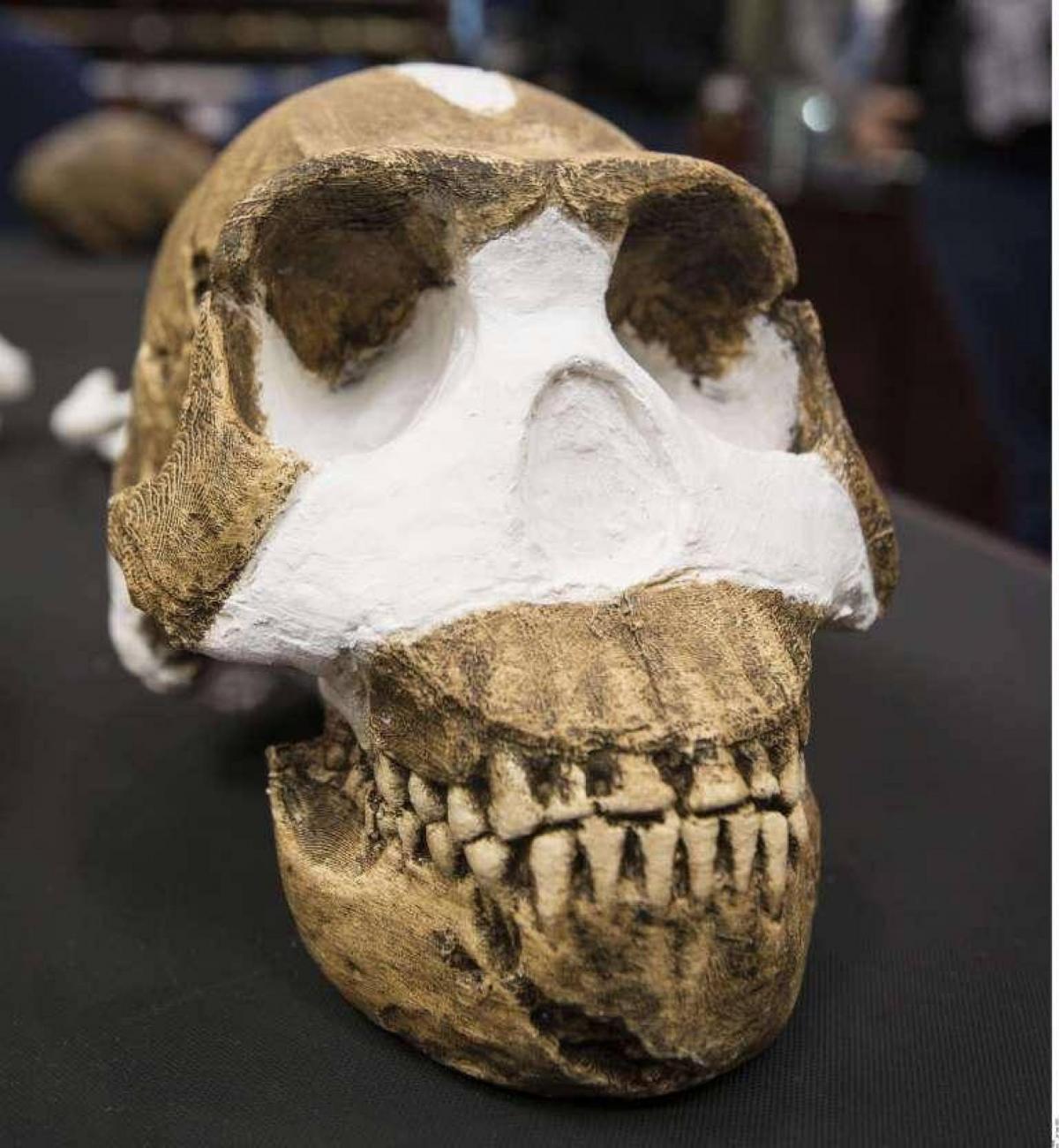 homo_naledi_crane_1.jpg Un crâne d'Homo naledi.