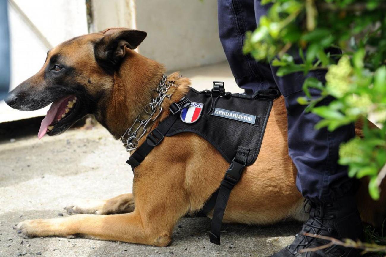 chiens-brigades-cynophiles-explosifs-drogues-gendarmes-francesoir_.jpg cynophile
