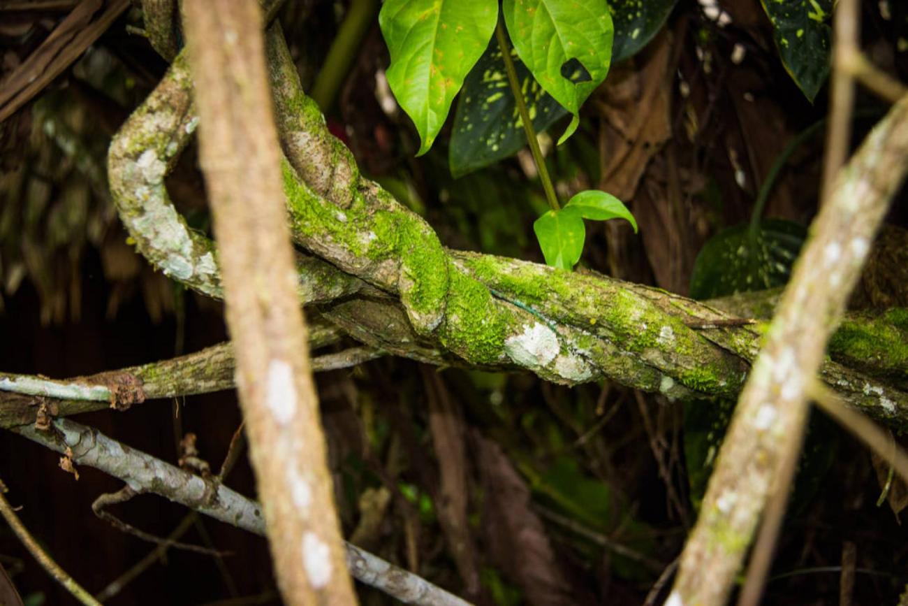ayahuasca-lianes-amazonie-drogue-hallucinogene-addictions-arreter-fumer-francesoir.jpg Des lianes d'Ayahuasca.
