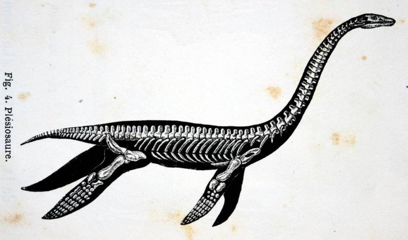 plesiosaure-dinosaure-prehistoire-squelette-francesoir.jpg Le squelette d'un plésiosaure.