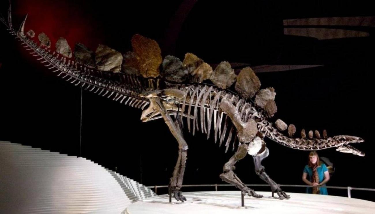 stegosaure-musee-histoire-naturelle-londres-charlie-edwards-enfant-autisme-asperger-francesoir.jpg Stegosaure musée histoire naturelle londres