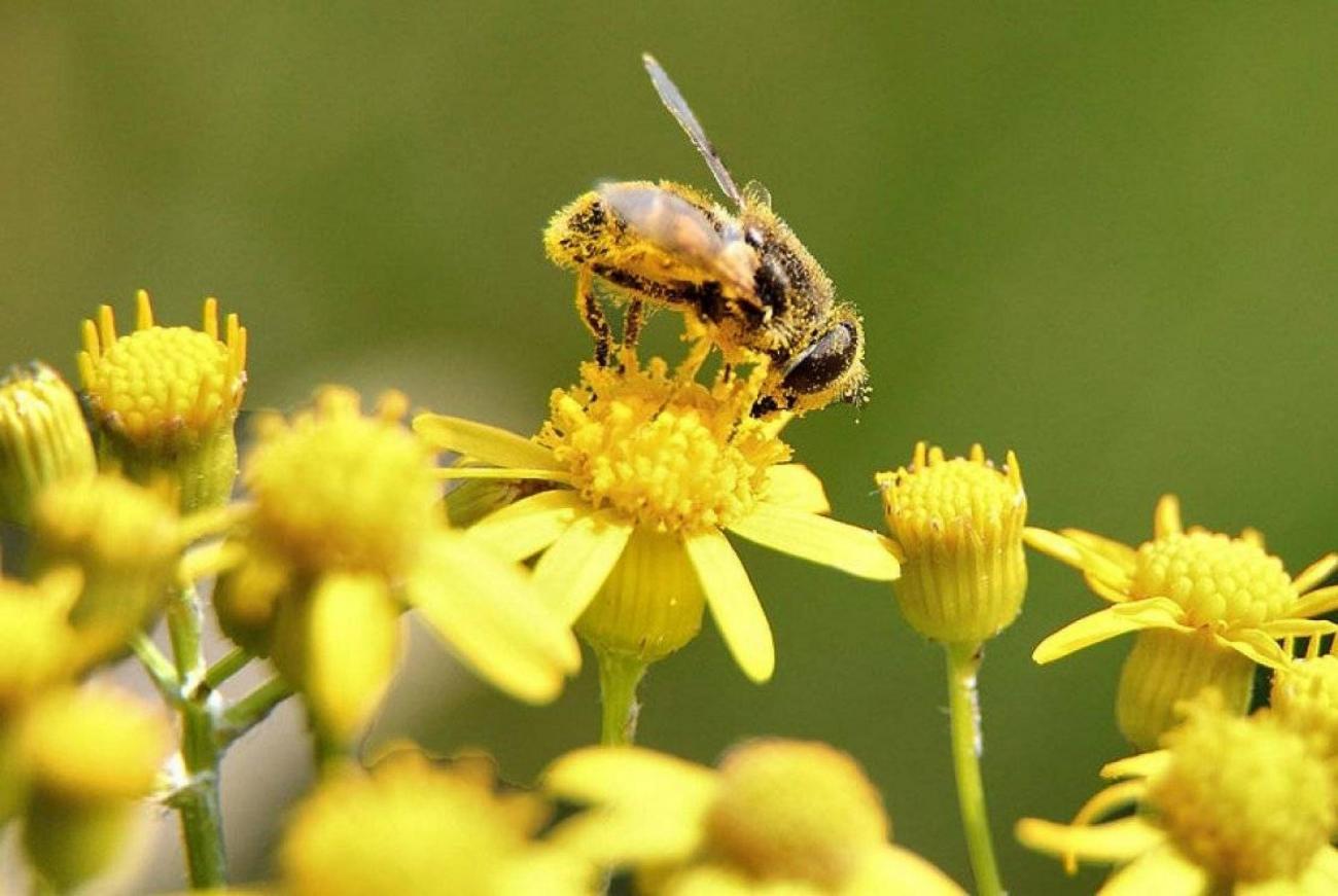 800px-bee-pollen-macro_-_virginia_-_forestwander.jpg pollen abeille plante