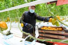 Récolte de tomates sous les serres des Jardins de Sévigné, le 31 mars 2022 à Cesson-Sévigné, en Ille-et-Vilaine