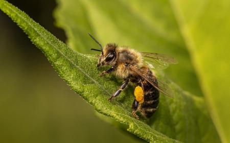 bee-gb5646309d_1920.jpg Abeille